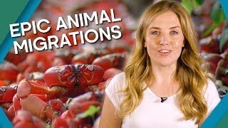 Epic Animal Migrations | Earth Unplugged