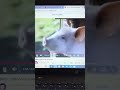 Teletubbies Po With Babe The Pig VHS Trailer
