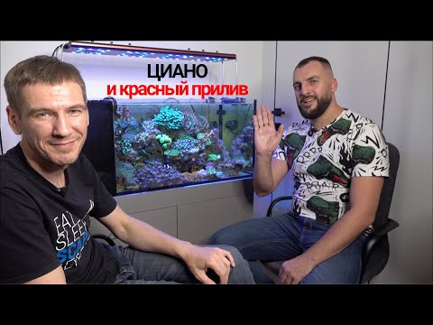 Видео: Как цианобактерии получают энергию?