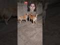 Dog lovers ❤️ l#viral l #labrador l #lifeisbutadream l #shorts