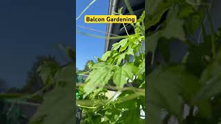 Balcon Gardening #shorts #bee #garden #bittergourd #filipinoingermany