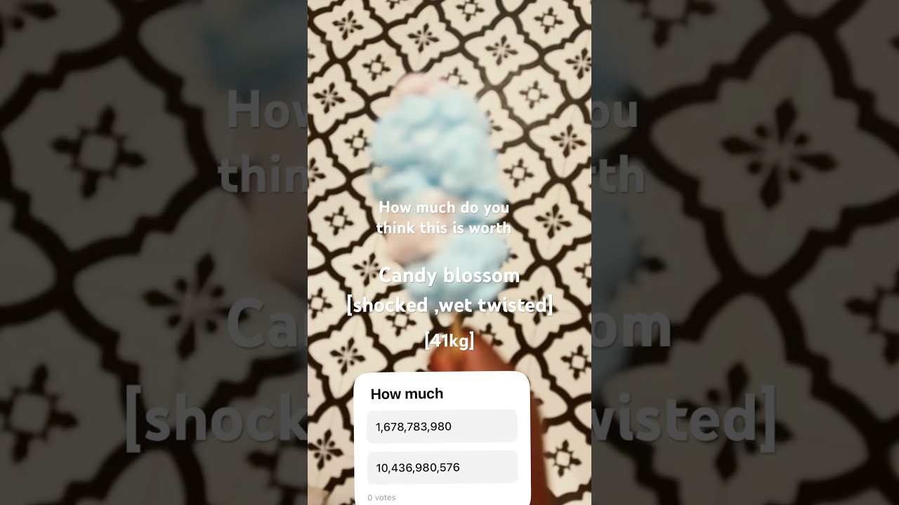 Shocked wet twisted candy blossom how much [41kg]