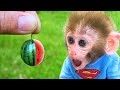 Monkey Baby Bon Bon eats watermelon with puppy and swims with ducklings at the pool