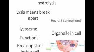 Carbohydrates Glycosidic Linkage