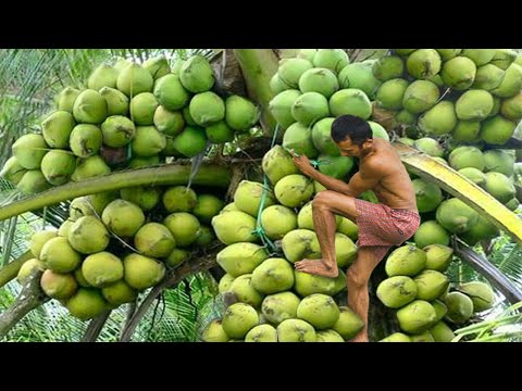 Video: Pohon apa yang menghasilkan buah kelapa?