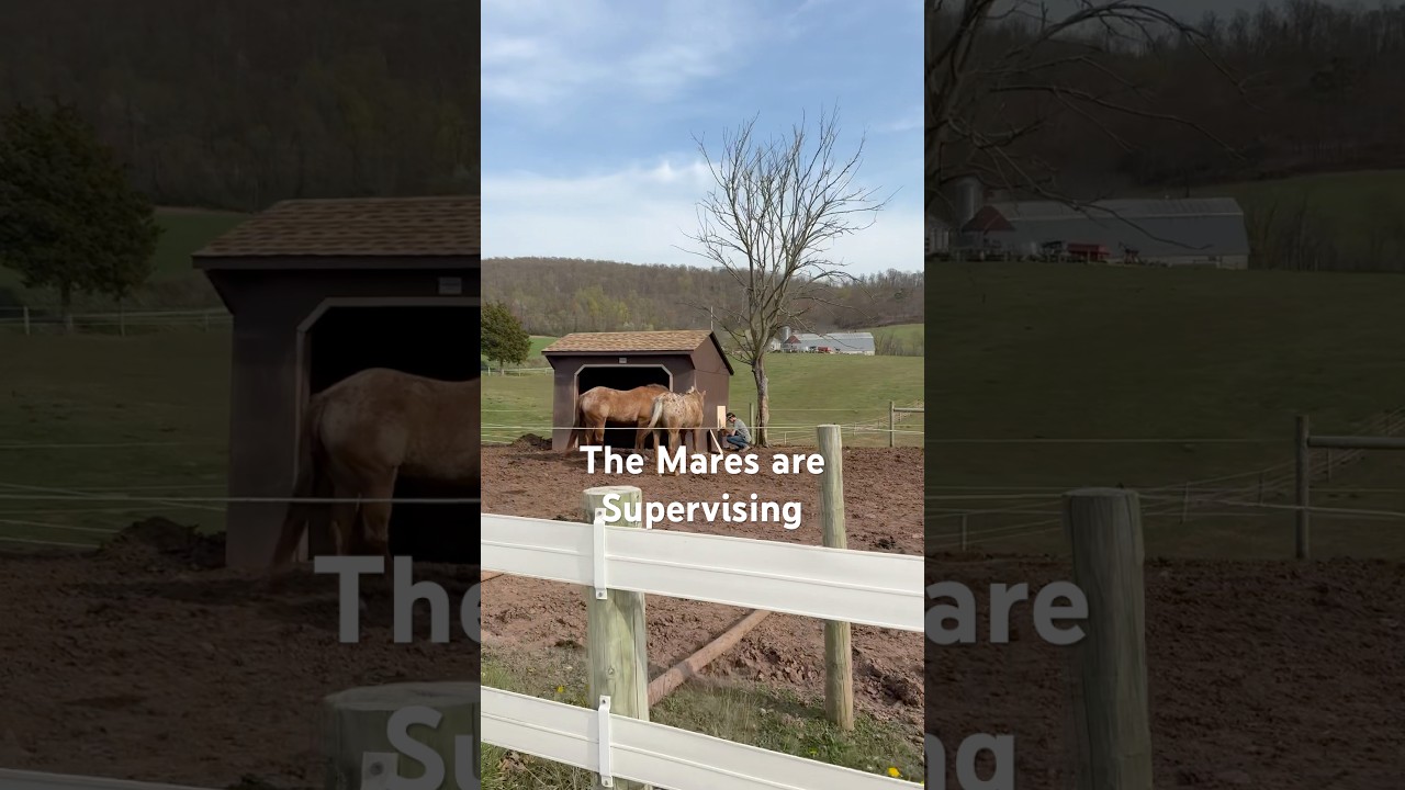 Farm Life: General Maintenance by Mason