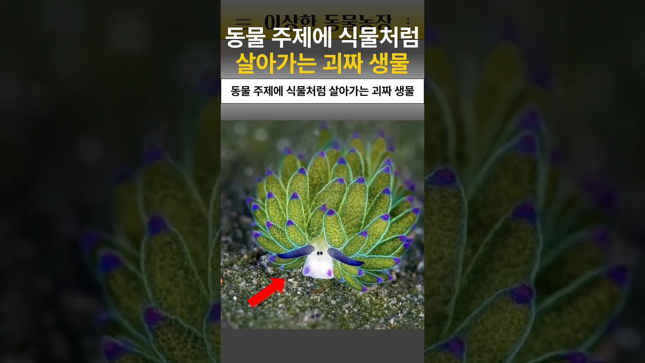 동물 주제에 식물로 진화해 버린 괴짜 생물
