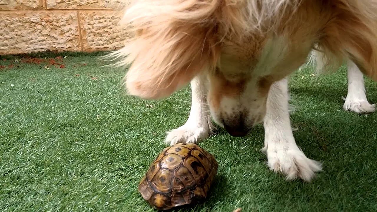 Dog eat a turtle YouTube