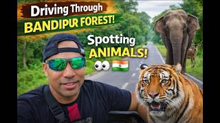 This Drive Was INSANE! 🤯 Bandipur Forest Wildlife Encounter 🐅