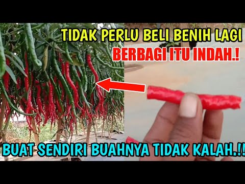 Video: Pembenih Taman Buatan Sendiri – Cara Membuat Seeder Daripada Gores