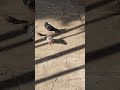 Uma praça em minha cidade na véspera de 2026