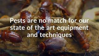 Hampton Roads Pest Control Experts