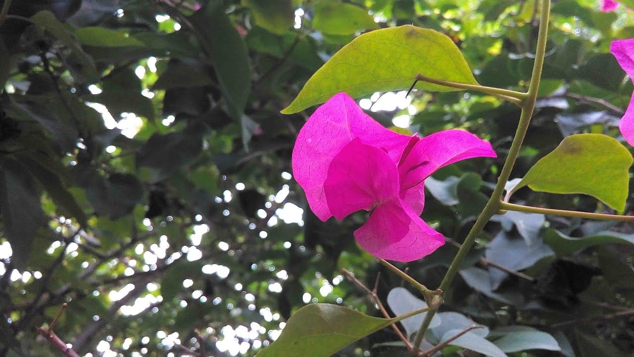 Intex Cloud 4G Star Review (Camera)