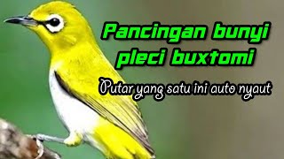 pancingan bunyi pleci buxtomi#plecimaniaindonesia #kicaumania #plecimania #pleci