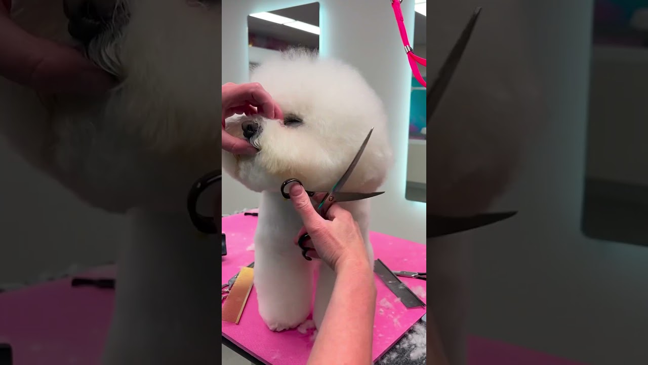 Did you know pure breed dogs have a traditional style? 