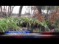 ESPACIOS VERDES | nueva partida de árboles para el Vivero Municipal