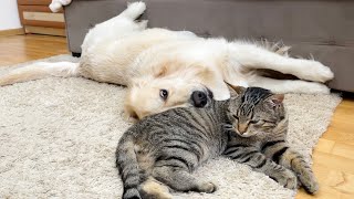 Poor Cat Can't Sleep Because of Annoying Golden Retriever [Try Not To Laugh]