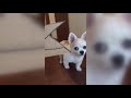 段ボール製の兜を被った犬