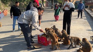 A golden heart people are joining us to feed hungry monkey and innocent street dogs