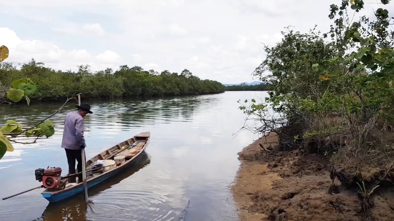 Finding Suregada Multiflora Baill in the wild/EUPHORBIACEAE in the ...