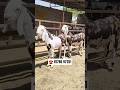 top class quality gujari#shorts #goat #goats