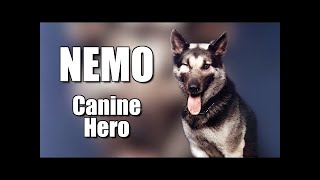 Nemo : The Hero Dog of The Vietnam War #trending #viral #military #motivation