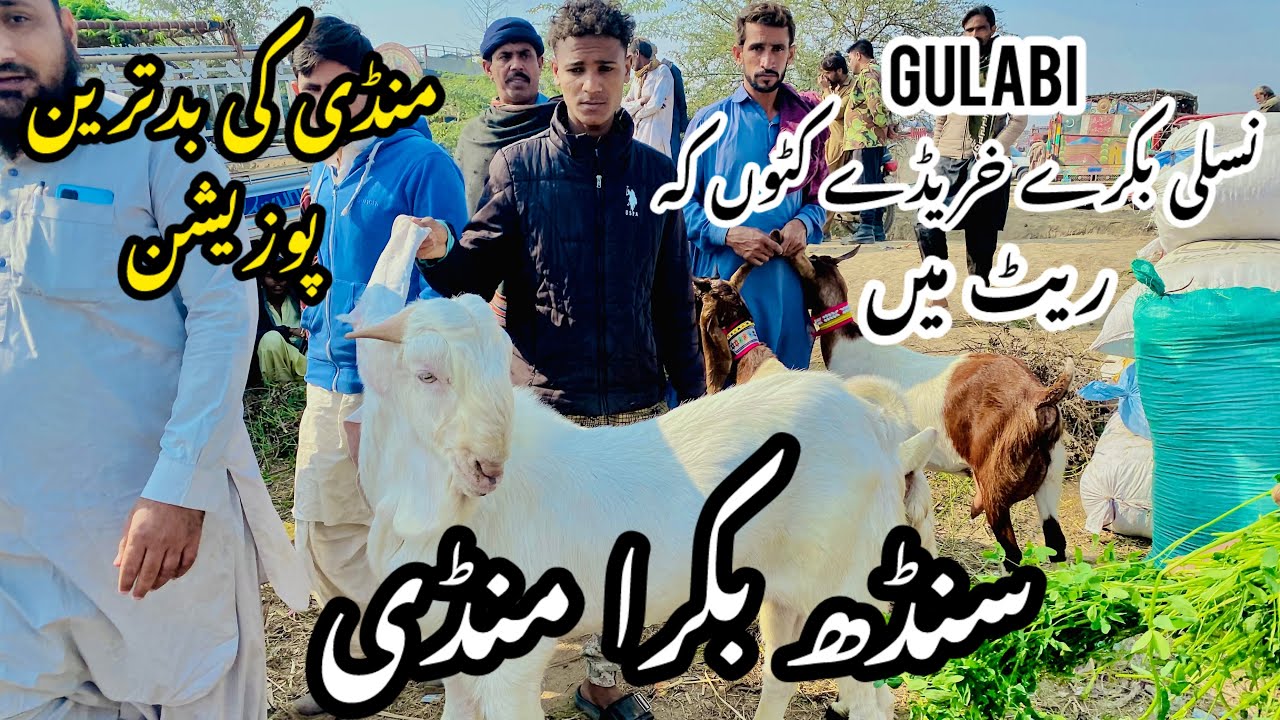 Sindh Bakra Mandi Latest Update 23 January 2026 😍 | Bakra Mandi 2026 😱