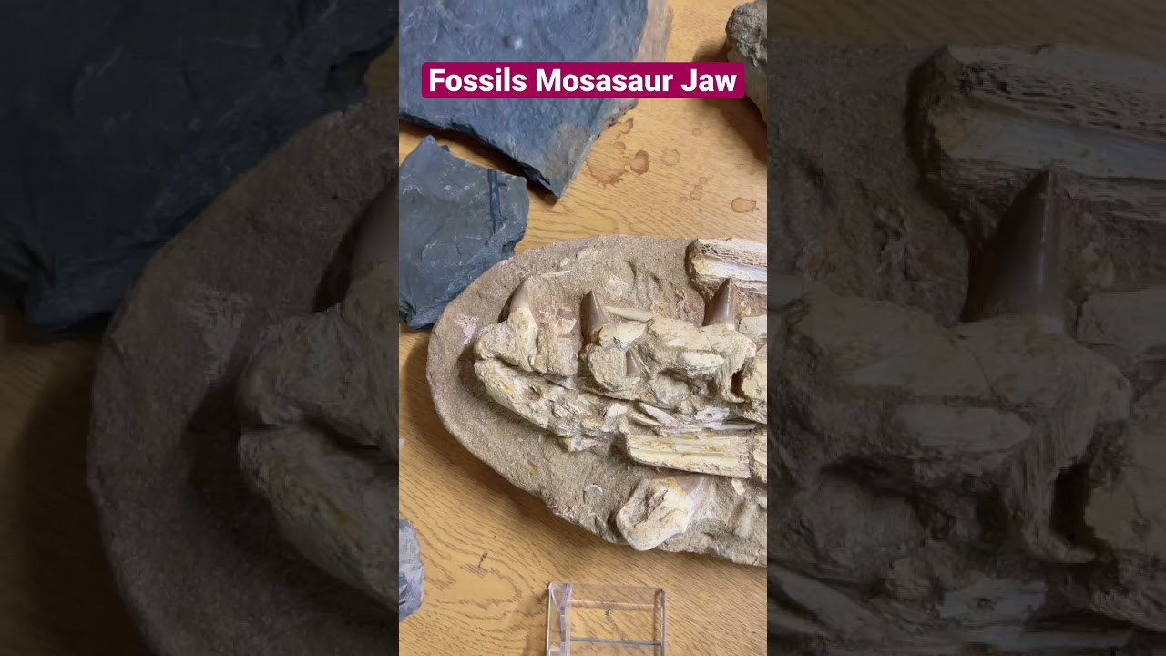 Fossil Mosasaur Jaw!