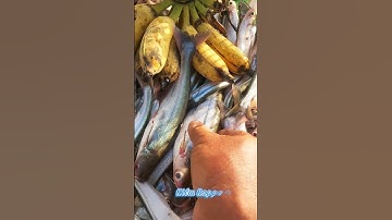 #Shorts / Câu cá xác xác sọc cá dứa mồi này nó khoái lắm miền tây sông nước #KiềmRapper