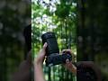 Hasselblad X2D II 100C: 100MP Nature Shots 🦋