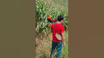 gà rừng mã đỏ đi nương gọi mã vàng cực hay.qaib qus qua zoo