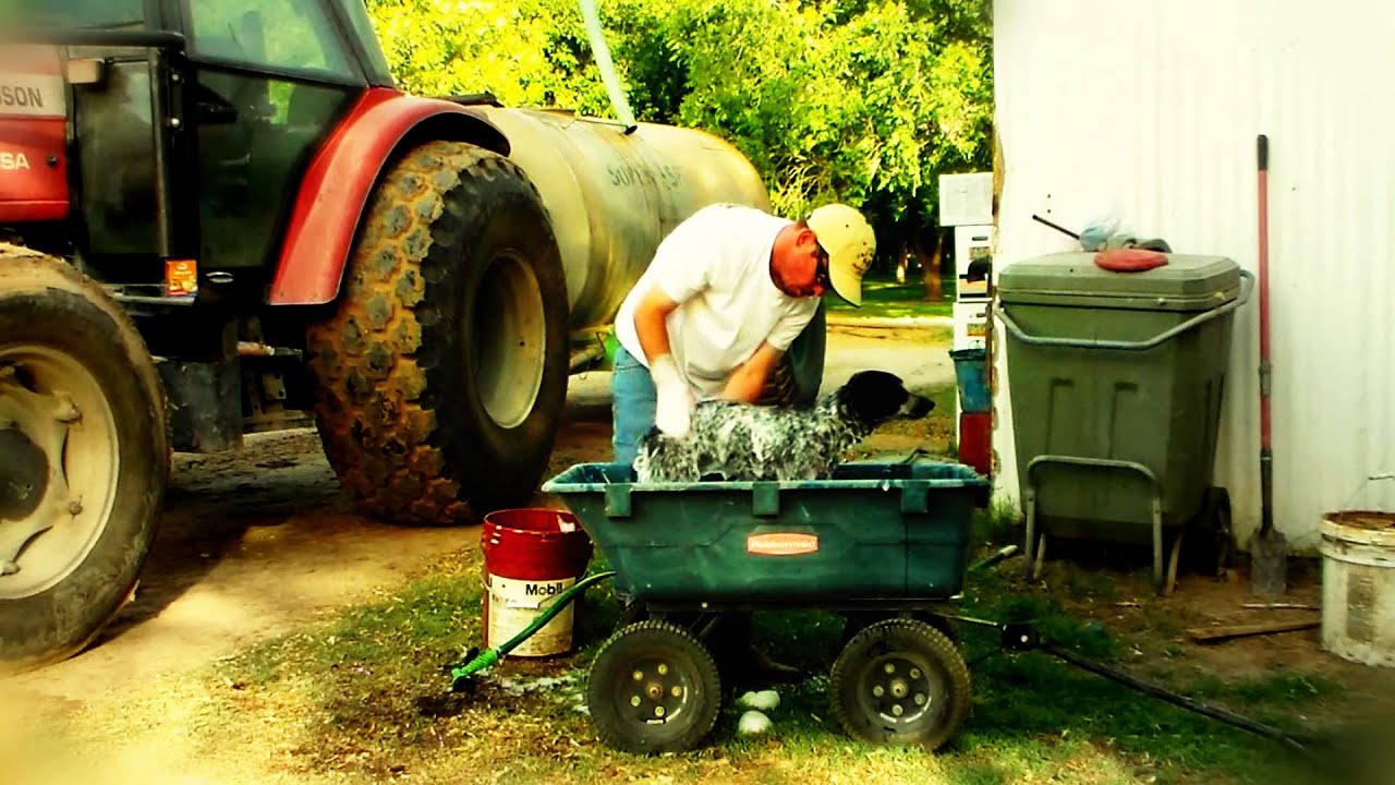 How to wash skunk off a dog. Bandy The Rodeo Clown and Steve Ivey