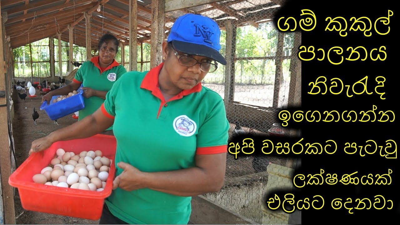 ගම් කුකුල් පාලනය Village Poultry Farming How to Start a village Poultry Farm