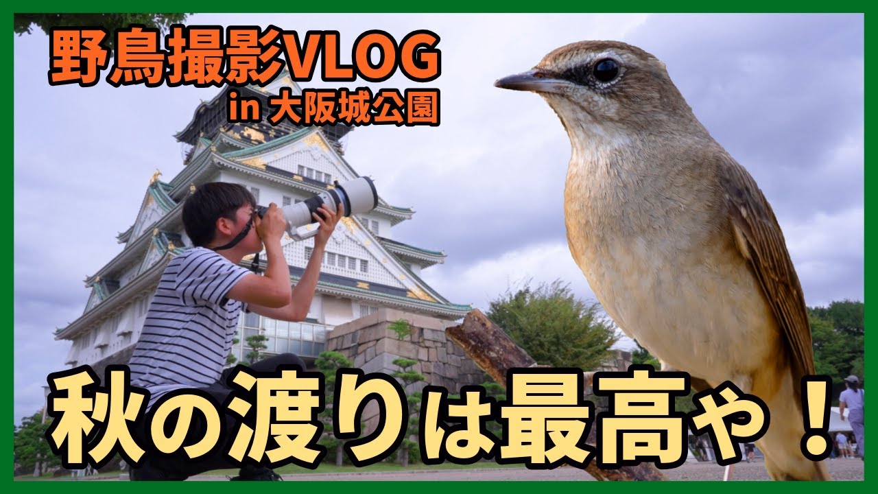 野鳥撮影Vlog 「東西で 鳥と季節は めぐるもの」大阪城公園で秋の渡りを見る ノゴマ、キビタキ、オオルリ、キンクロハジロ等 Birding in Japan shot on OM-1 Mark II