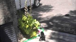 Dustin Screws Up Singing Lola By Farting 001 Mod Wmv Xml
