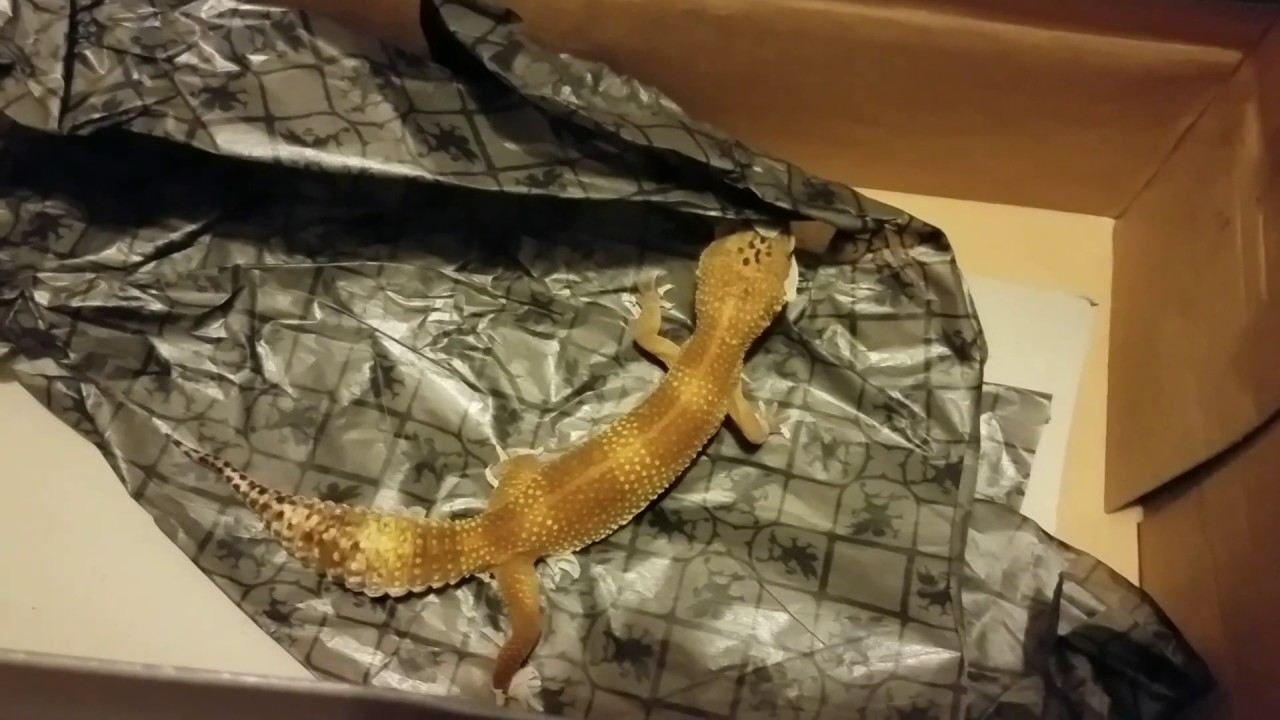 How to set up a Leopard Gecko Tank YouTube