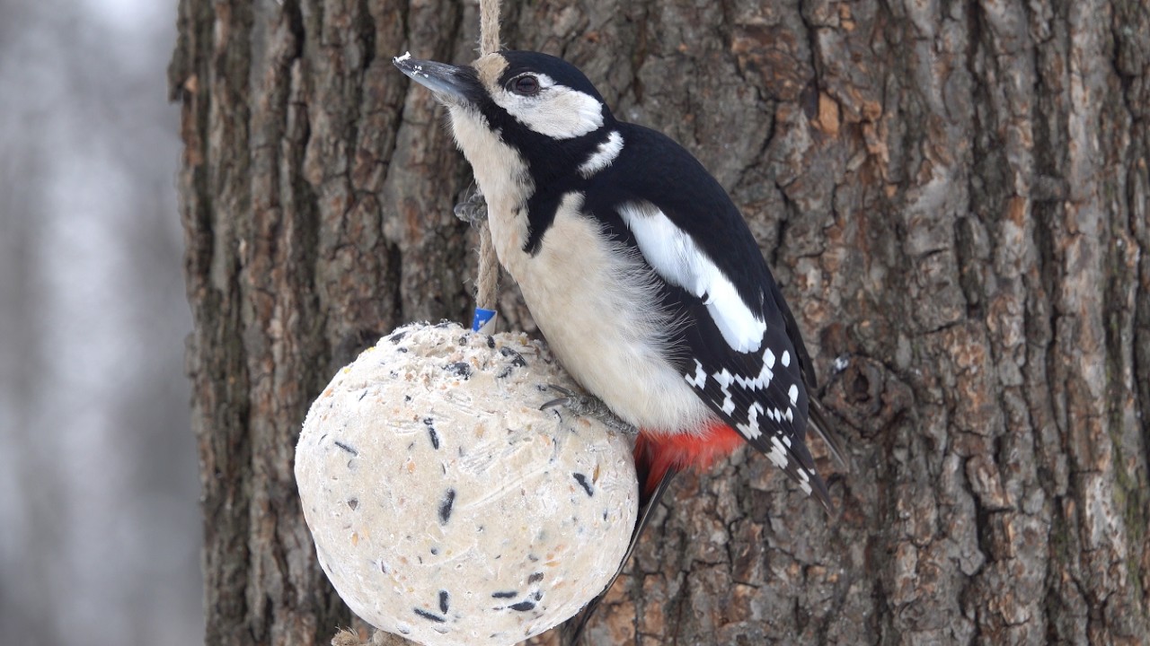 Немного про дятла / A little bit about the woodpecker