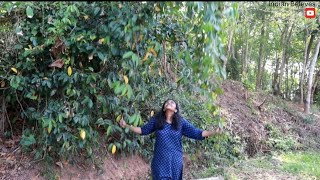 Kerala villege life style is different| Ivy Gourd is the best green vegitable food|Daily Vlog