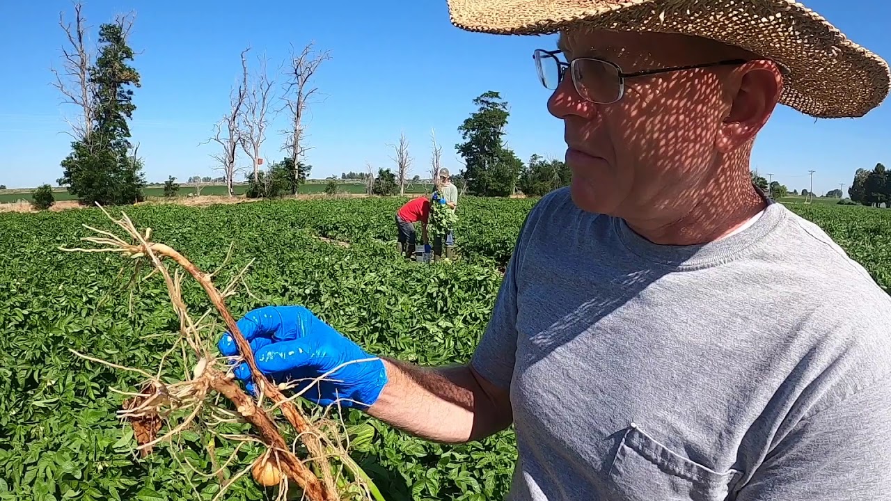 Rhizoctonia Canker (Part 2)
