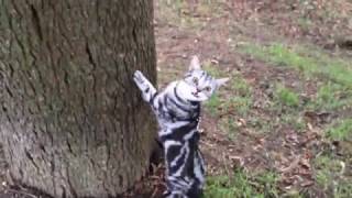 Dreamy, British Shorthair kitty in the park at Xmas  Part 2