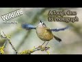 Goldcrest | UK Wildlife and Nature Photography | Canon R5