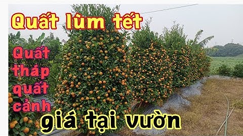 Quất tết quất lùm 2022 bán quất cảnh 2022 quất tết giá rẻ tại vườn