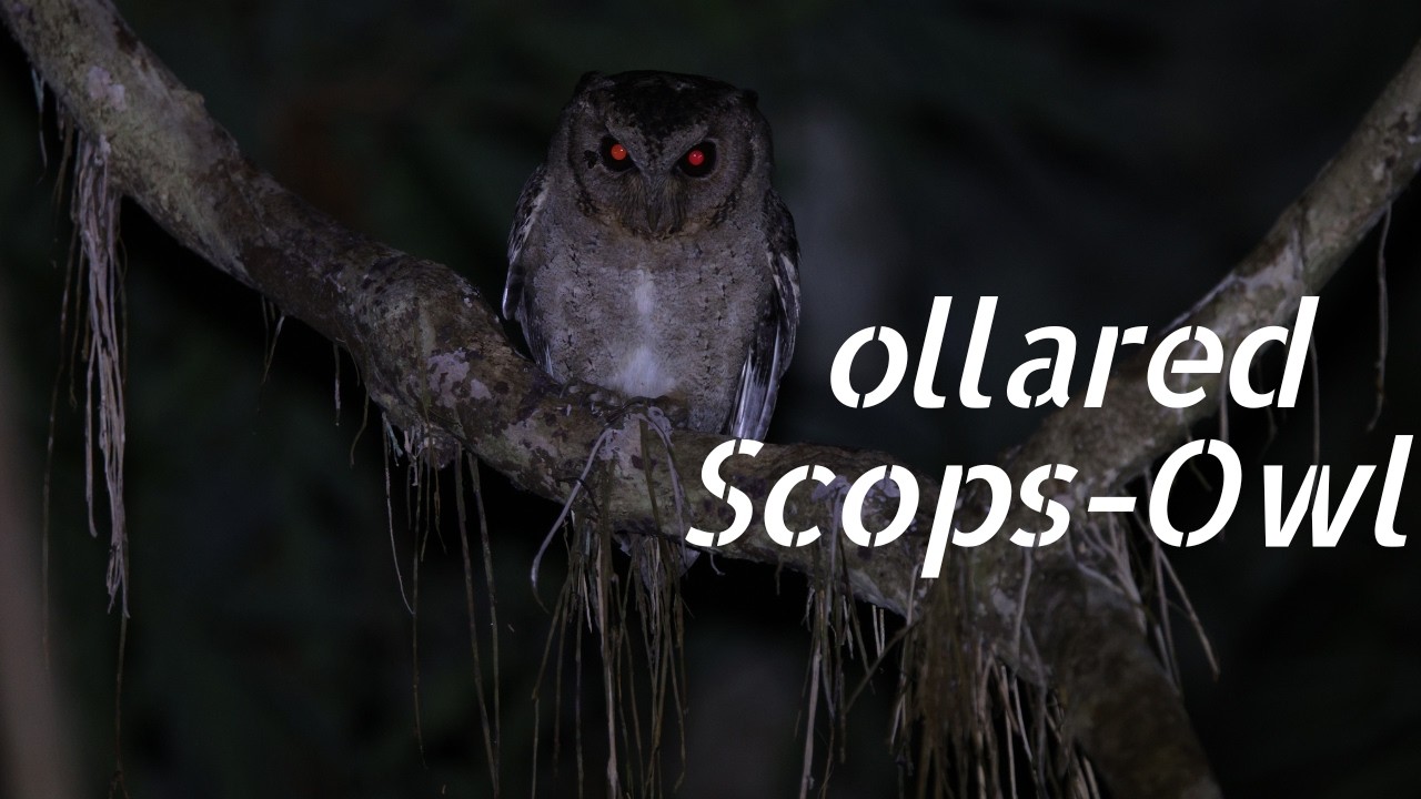 Collared Call Collared Scops-Owl Calls & Behavior: Everything You Need to Know - YouTube