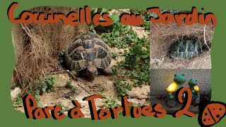 PARC A TORTUE 2 - coccinelles au jardin