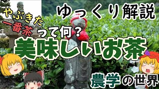 【ゆっくり解説】農学の世界・お茶②～美味しいお茶とは？～栽培と品種と