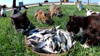 Stray cats who came across a bucket full of raw fish thought they were dreaming.