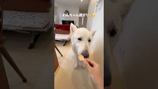 わんちゃん用ビスケットを味わって食べる大型犬【ホワイトシェパード】　#shorts