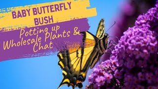 Baby Butterfly Bush: Potting up Butterfly Bushes and Wholesale Plant Chat by Up to Something 158 views 9 months ago 8 minutes, 36 seconds