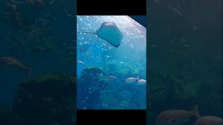 2023┃Xpark 魟魚🦈