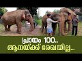  100         elephant